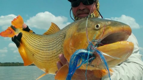 Sancionaron la Ley que prohíbe la pesca comercial del dorado en Entre Ríos