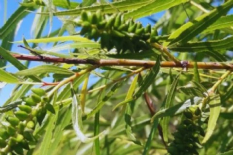 Entre Ríos suma conocimientos para la restauración ambiental y uso productivo del árbol de sauce