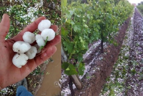 La Comisión de Desastres Agropecuarios recomienda declarar la emergencia agropecuaria en Entre Ríos