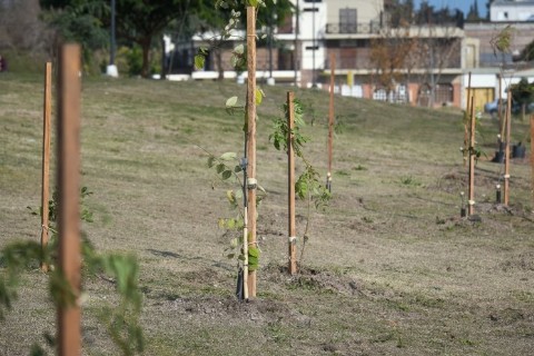 Plantaron 212 árboles por el aniversario de Paraná