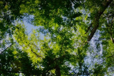 Realizarán una jornada para debatir estrategias contra especies exóticas invasoras