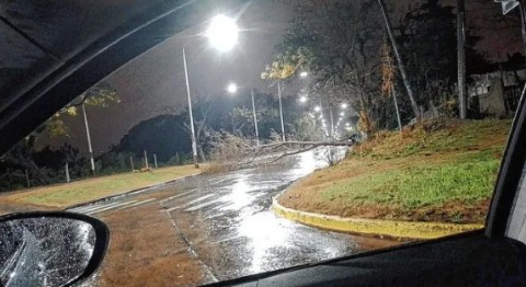 Paraná: La tormenta provocó la caída de un árbol en la zona del ex-Hipódromo