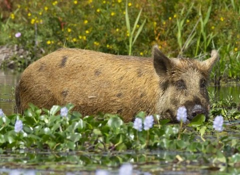 Pérdidas millonarias en Entre Ríos por el ataque de jabalíes a las silobolsas