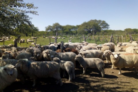 Productores ovinos de Entre Ríos exportaron 17 toneladas de carne a Medio Oriente