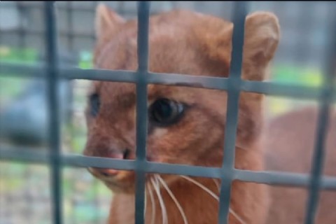 Apareció un felino silvestre en una casa: lo rescataron y trasladaron a un centro de conservación