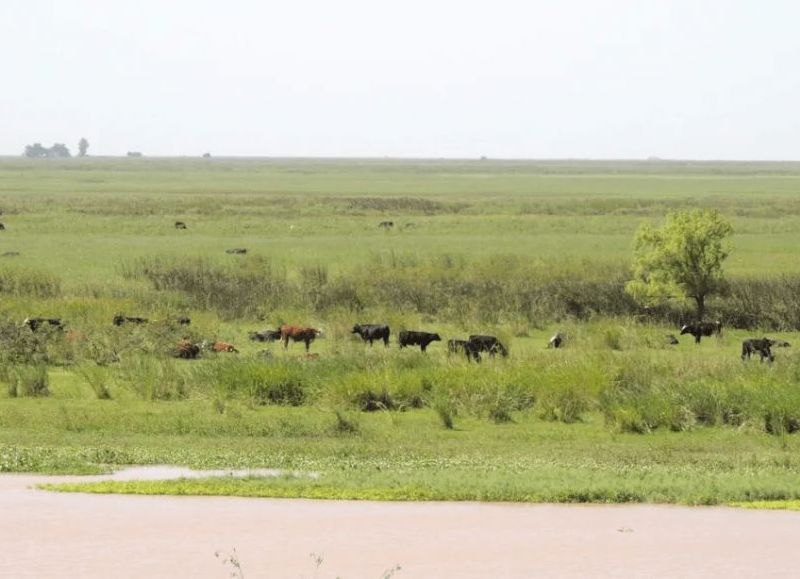 Detectan 16.000 vacunos sobre tierras fiscales en el Delta
