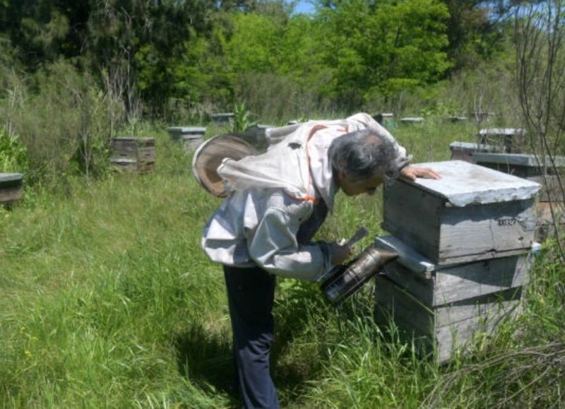 Detectan virus que amenaza colmenas y pone en alerta a la apicultura en la provincia