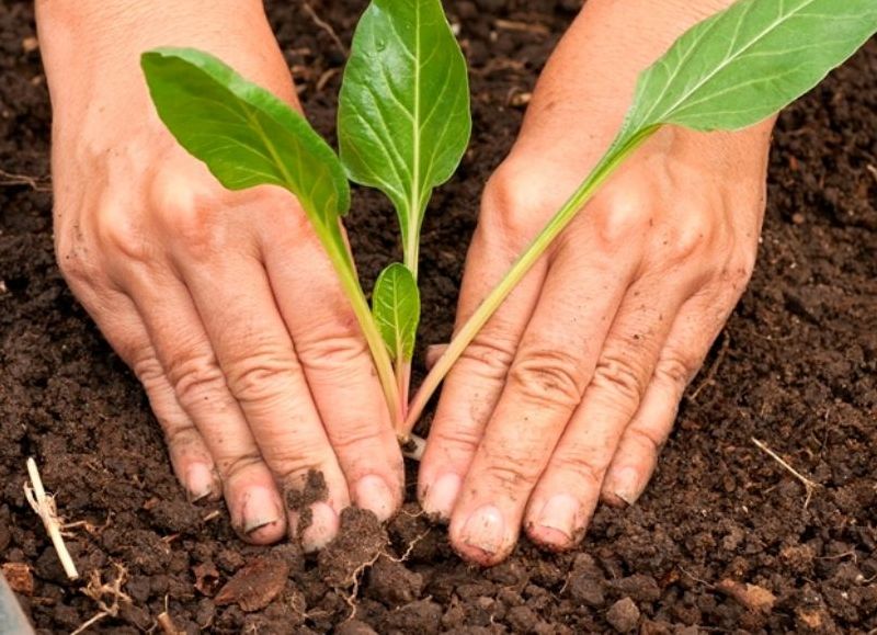 Colonia Avellaneda: comenzó la entrega de semillas del Programa PROHUERTA, temporada otoño/invierno