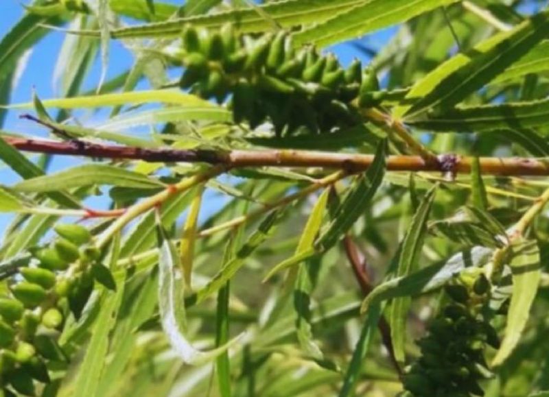 Entre Ríos suma conocimientos para la restauración ambiental y uso productivo del árbol de sauce