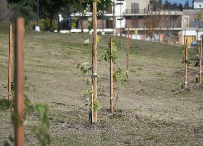 Plantaron 212 árboles por el aniversario de Paraná