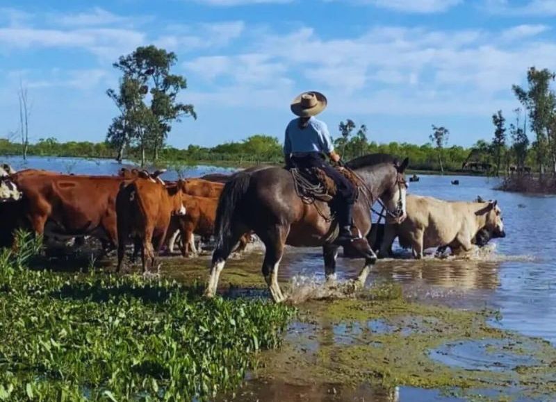 Crecida del río y ganadería en crisis: la provincia enfrenta una emergencia productiva y social
