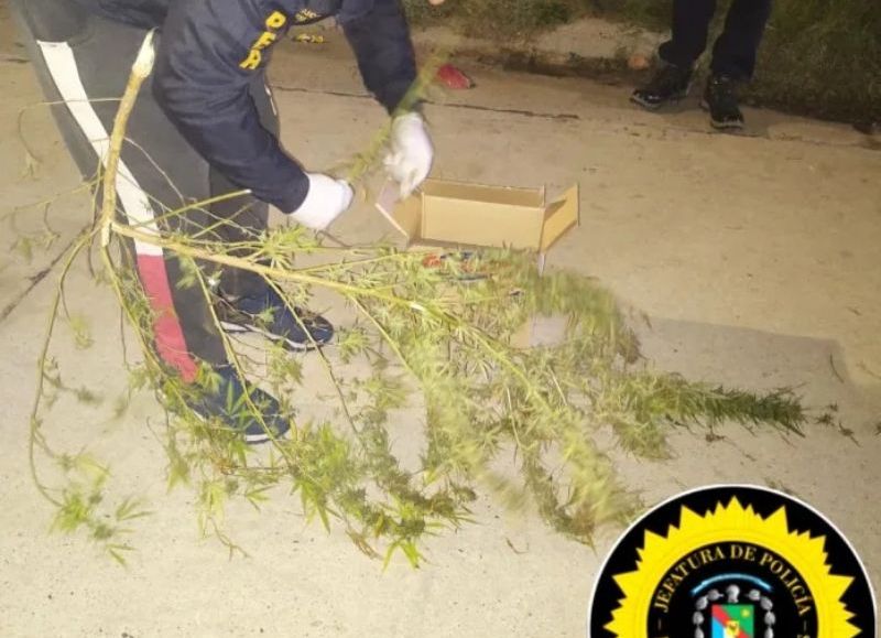 Concepción del Uruguay: detienen a un joven con partes de plantas de marihuana