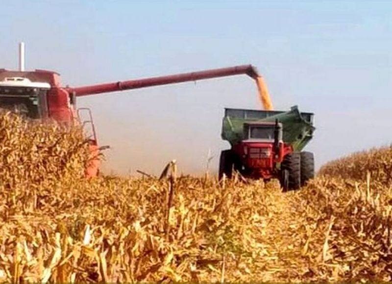 La provincia aguarda una fuerte caída de la producción de maíz de primera