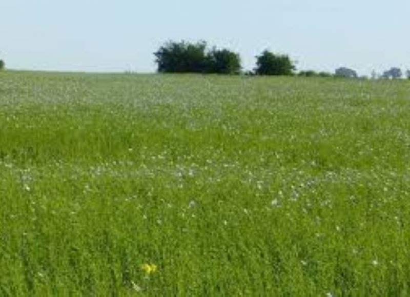 El campo generó una ganancia de 234 millones de dólares en la campaña 2023/2024