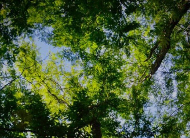 Realizarán una jornada para debatir estrategias contra especies exóticas invasoras