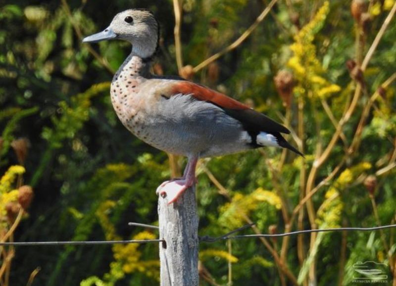Ambientalistas exigen la suspensión de la caza de especies autóctonas en la provincia