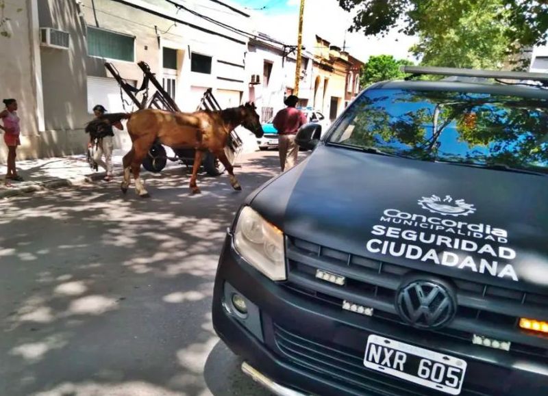 Concordia: recuperaron un caballo maltratado en pleno centro de la ciudad
