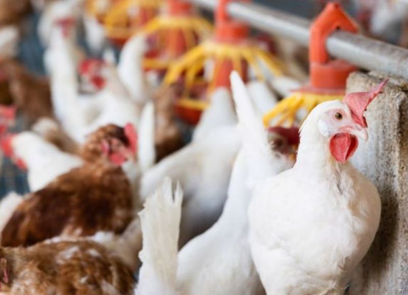 Nuevo caso de gripe aviar en la Provincia